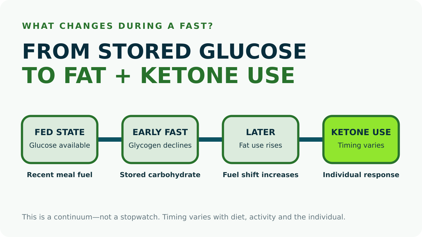 Metabolism during fasting progressing from stored glucose to fat use and ketones